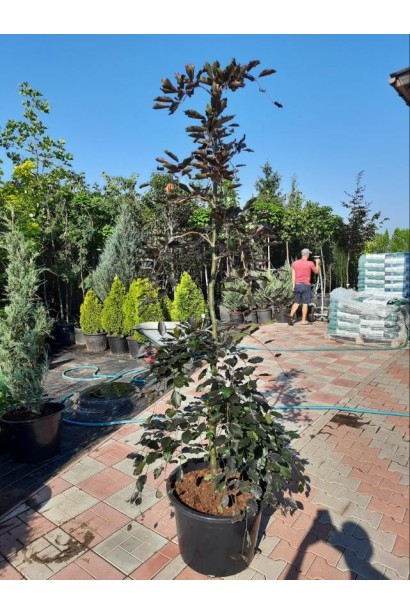 Бук лесной Пурпуреа Пендула - 45л/вис.200-220см/Ø40-60см/обхват 6-8см